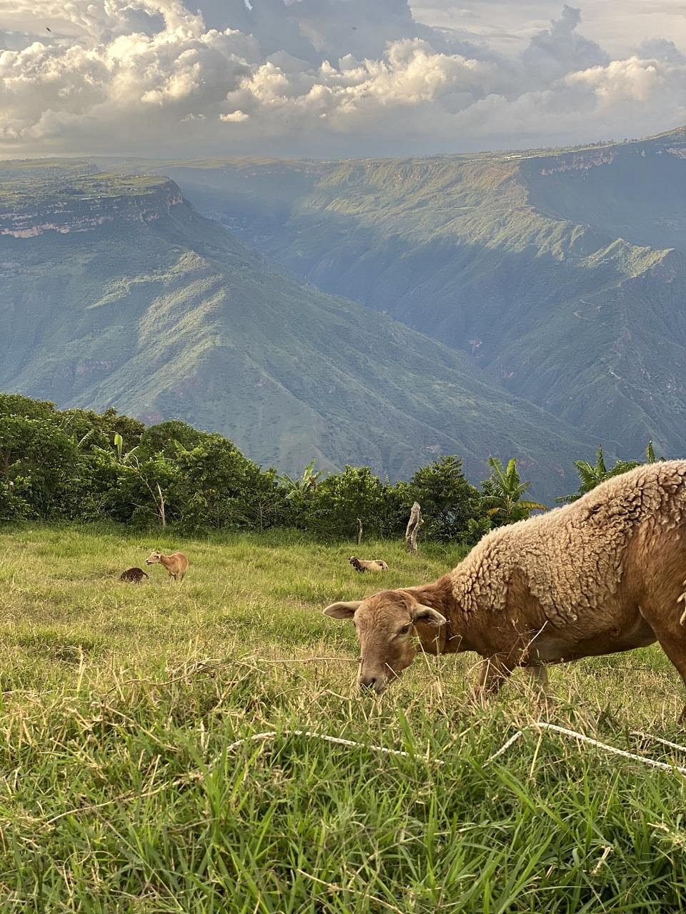 Ovejas pastando en el prado con el Cañón del Chicamocha de fondo